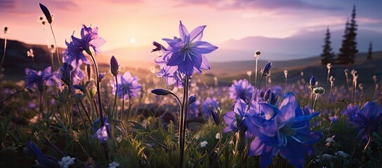 Field of purple flowers at sunset