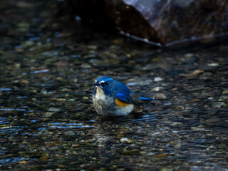 水場で水浴びしているルリビタキの雄