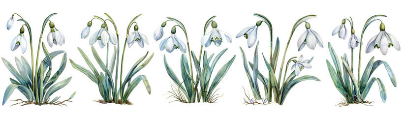 Watercolor set of snowdrop. 