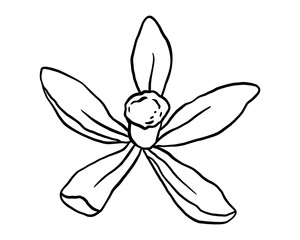 Vanilla flower line sketch. Hand drawn isolated illustration spice plant. Outline doodle