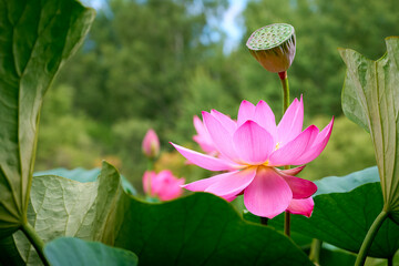 Lotus flower (Nelumbo, Nelumbo nucifera, Nelumbo komarovii)..Beautiful rare blooming lotus
