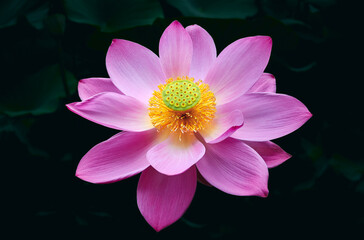 Lotus flower (Nelumbo, Nelumbo nucifera, Nelumbo komarovii)..Beautiful rare blooming lotus on a dark background
