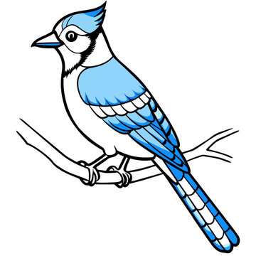 recommend clip art: blue jay bird vector art illustration (4)