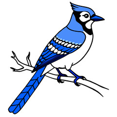 blue jay bird vector art illustration (29)
