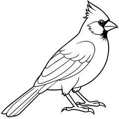 cardinal bird coloring book page vector art illustration, solid white background (4)