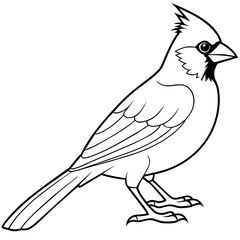 cardinal bird coloring book page vector art illustration, solid white background (11)