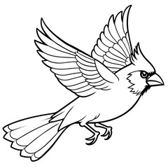 Obraz premium cardinal bird coloring book page vector art illustration, solid white background (12)