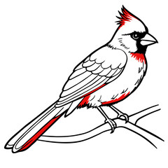 cardinal bird coloring book page vector art illustration, solid white background (14)
