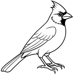 cardinal bird coloring book page vector art illustration, solid white background (17)