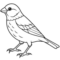 Fototapeta premium finch bird coloring book page vector (19)