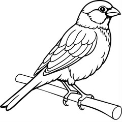 finch bird coloring book page vector (24)