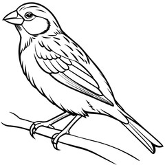 finch bird coloring book page vector (23)