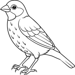 finch bird coloring book page vector (25)