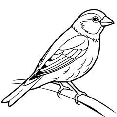 finch bird coloring book page vector (29)