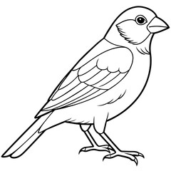 finch bird coloring book page vector (31)