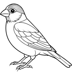 Obraz premium finch bird coloring book page vector (32)