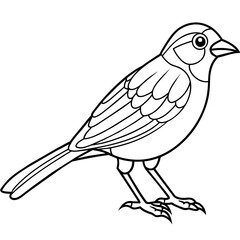 Fototapeta premium finch bird coloring book page vector (36)