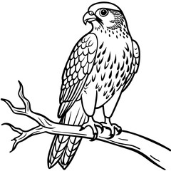 Hawk bird coloring book page vector illustration (21)