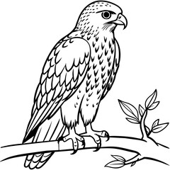Hawk bird coloring book page vector illustration (22)
