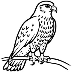Hawk bird coloring book page vector illustration (25)