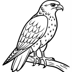 Hawk bird coloring book page vector illustration (29)