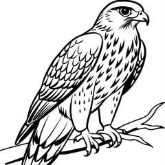 Hawk bird coloring book page vector illustration (28)