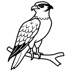 osprey bird oloring book page vector art illustration, solid white background (13)