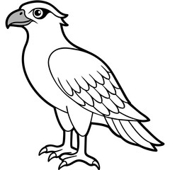 osprey bird oloring book page vector art illustration, solid white background (17)
