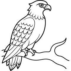 osprey bird oloring book page vector art illustration, solid white background (20)