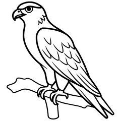 osprey bird oloring book page vector art illustration, solid white background (21)