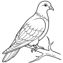 pigeon bird coloring book page vector illustration (7)