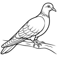pigeon bird coloring book page vector illustration (20)