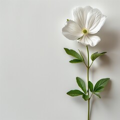 AI generated illustration of a white flower with ample copy space against a white background