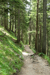 Shady path through a forest along a slope