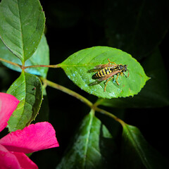 Wasp ready for take off (close up)