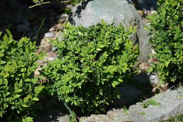 bush near a small rock