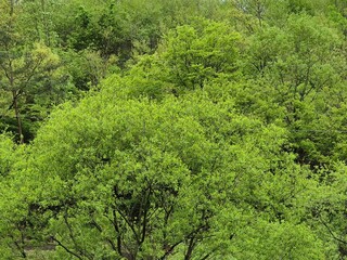 Fototapeta premium 나무