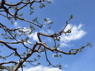 Pine tree clear sky background.
