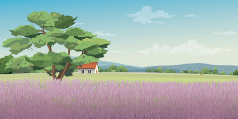 Lavender fields on the hill have country houses and mountain range behind vector illustration.