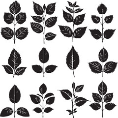 Obraz premium set of leaves