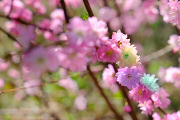 Obraz premium Colorful cherry blossoms, pastel coloring, spring sunny day. Springtime atmospheric mood. Copy space