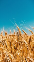 Panoramic view of a golden wheat field under a clear blue sky, emphasizing the vastness of the landscape