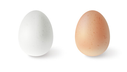 Set of realistic chicken eggs. Vector illustration isolated on white background