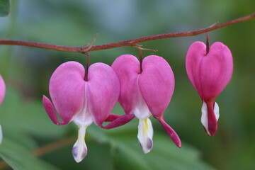 Close-up of bleeding hearts flowers in bloom