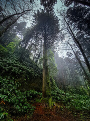 Giant sequoia in the foggy woods of  Jose do Canto botanical garden, Sao Miguel, Azores 