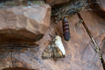 Adult couple of Spongy Moth meet near old pupae to start the next generation. - obrazy, fototapety, plakaty
