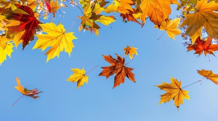 Vibrant autumn maple leaves, in hues of yellow and red, set against a clear blue sky.