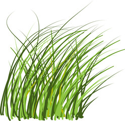 Naklejka premium Grass Illustration. Green grass clipart.