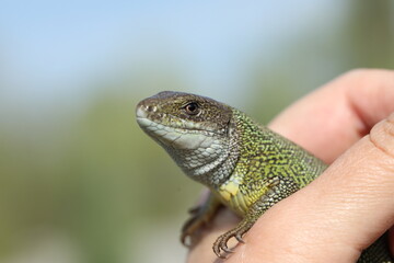 Green lizard lacerta viridis in summer garden. Small reptile outdoor in the palm