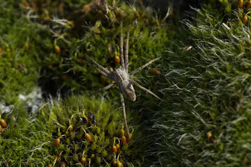 Pisaura mirabilis spider on green the moss. Macro photo of spider